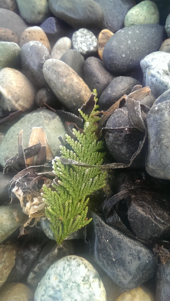 cedar & seaweed